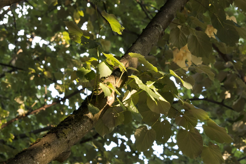 branch, leaf, 5K, spotlight, no people, photosynthesis, day, trunk, sunlight, green color, low angle view, branches, animal wildlife, animal themes, sun