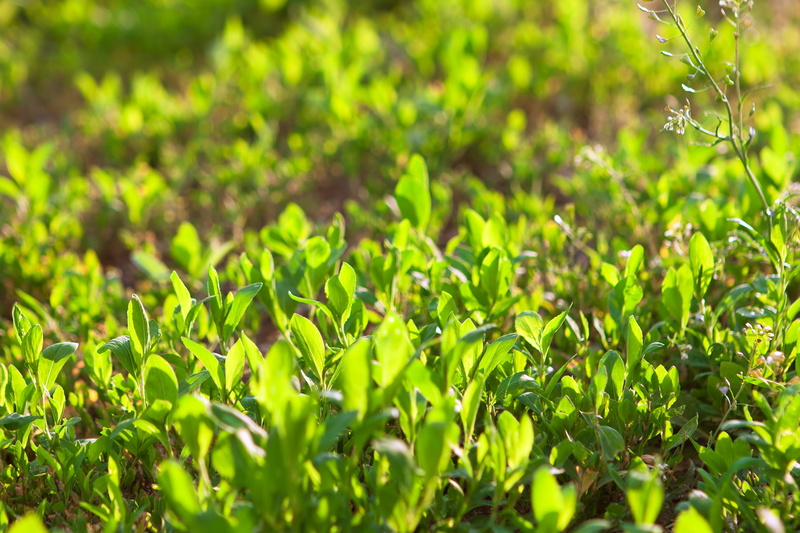 unpolluted, day, selective focus, copy-space, sun, foliage, purity, season, stem, crisp, nature, outdoors, plant part, no people, sunlight, summer, close-up
