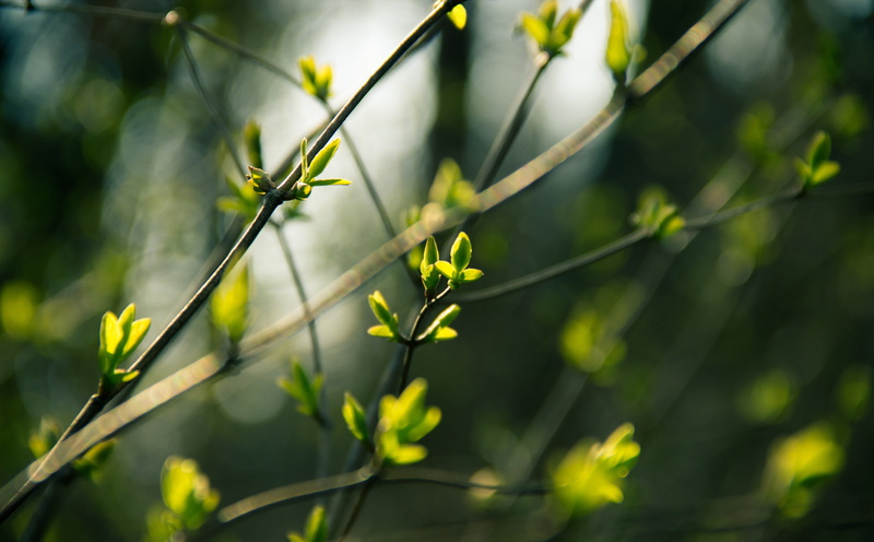 Plant, leafed, Green, plant part, day, photosynthesis, Young, freshness, bokeh, Leaves, vulnerability, fragility, focus on foreground, Life, Season, Branch