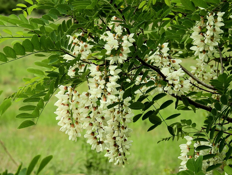 flowering, no people, outdoors, leaf, green color, plant, 4K, flowering plant, photosynthesis, fragility, branch, nature, beauty in nature, leaves, growth
