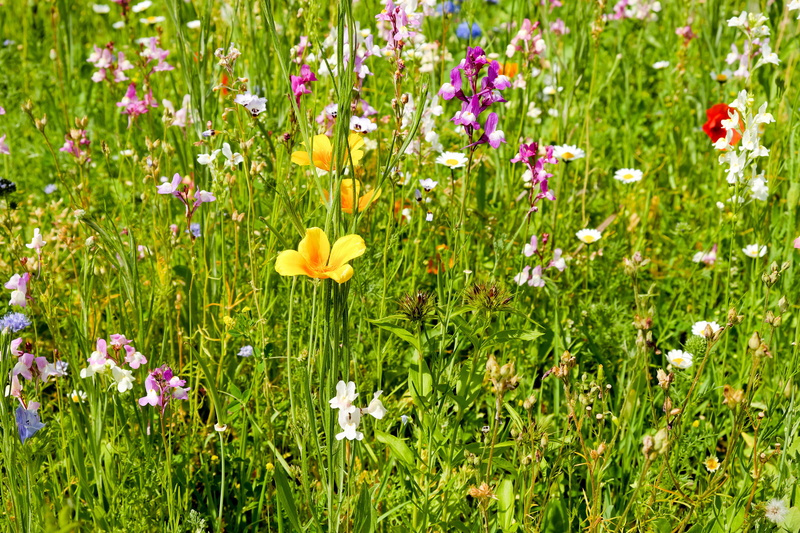 california, inflorescence, spring awakening, flowers, flower head, poppy, freshness, stock, bloom, colorful, flower meadow, 4K, flowerbed, land, flora