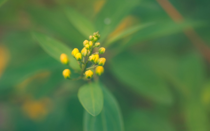 close-up, outdoors, fragility, 2K, buds, flowers, growth, photosynthesis, yellow, flower head, flowering plant, spring, green color, plants