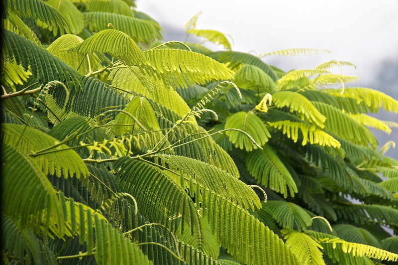 green, green color, no people, sky, sunlight, fern plants, bright, leaves, leaf, fine ramifications, palm leaf, growth, focus on foreground, day, foliage