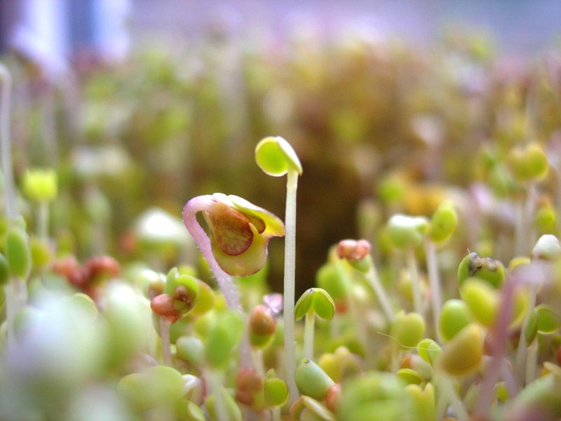 outdoors, selective focus, close-up, shoots, flower head, flower, bio, flowering plant, salad, plants, beauty in nature, food product, springtime, healthy food
