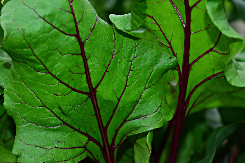 green color, leaf, tree, no people, full frame, nature, outdoors, day, freshness, food, beetroot, beauty in nature, food and drink, plant part, leaf vein