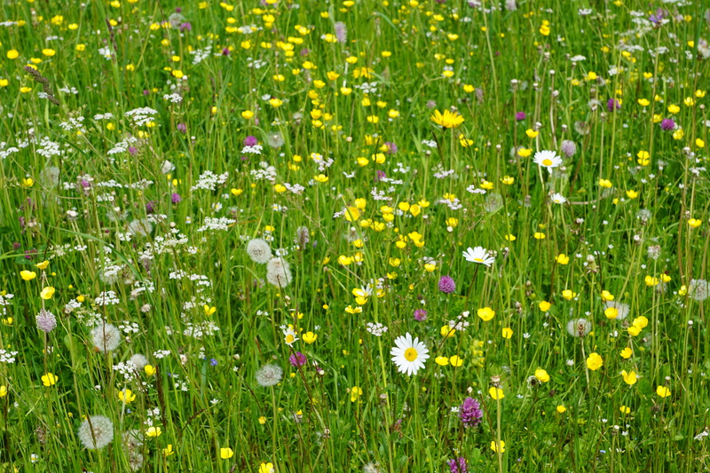 springtime, grass, bed, photosynthesis, freshness, bloom, vulnerability, beauty in nature, flowering plant, green color, growth, no people, Colorful, flower