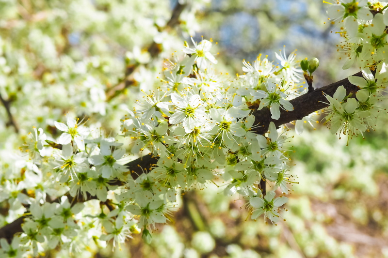 Cherry, fragility, yellow, inflorescence, 4K, flower, bloom, flower head, vulnerability, photosynthesis, springtime, plant part, flowers, Tree, flowering plant
