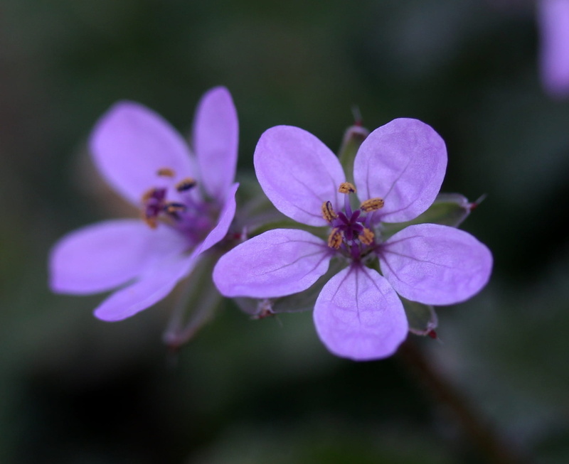 close-up, beauty in nature, focus on foreground, fragility, flowering plant, growth, flower head, vulnerability, purple, wild, no people, freshness, day