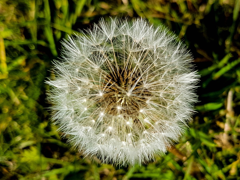 Dandelion, vulnerability, flowering plant, fragility, close-up, day, flower, Flowers, plant, focus on foreground, field, Nature, white color, growth, freshness
