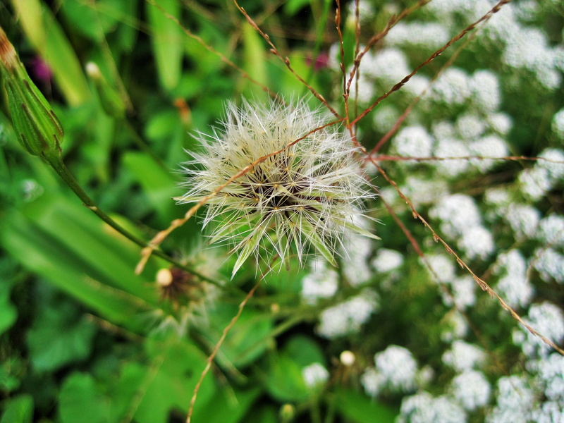 outdoors, Dandelion, dandelion seed head, fragility, Seed, tuft, tranquility, vulnerability, freshness, flower, beauty in nature, botany, photosynthesis