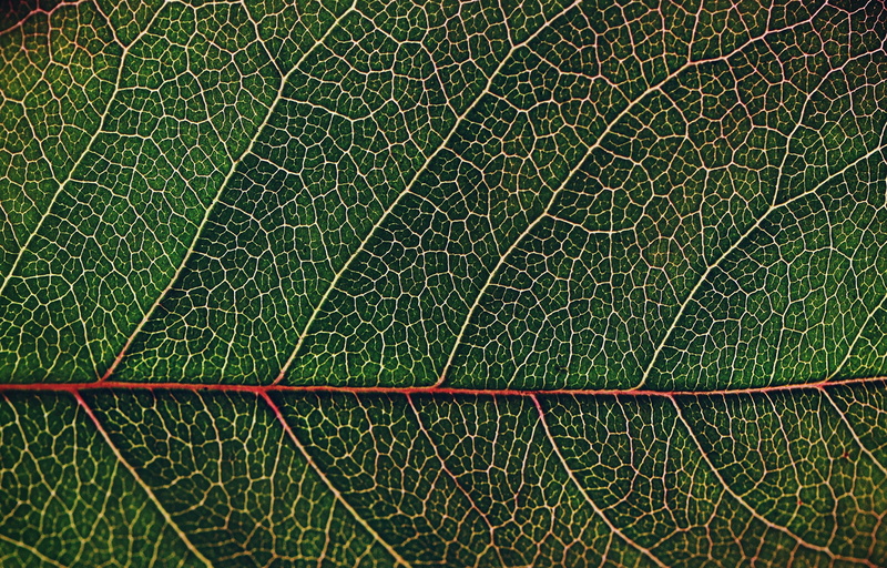 close-up, flora, leaf, macro, no people, desktop, water, backgrounds, nature, plant part, pattern, extreme close-up, drop, leaf vein, plant, 2K, photosynthesis