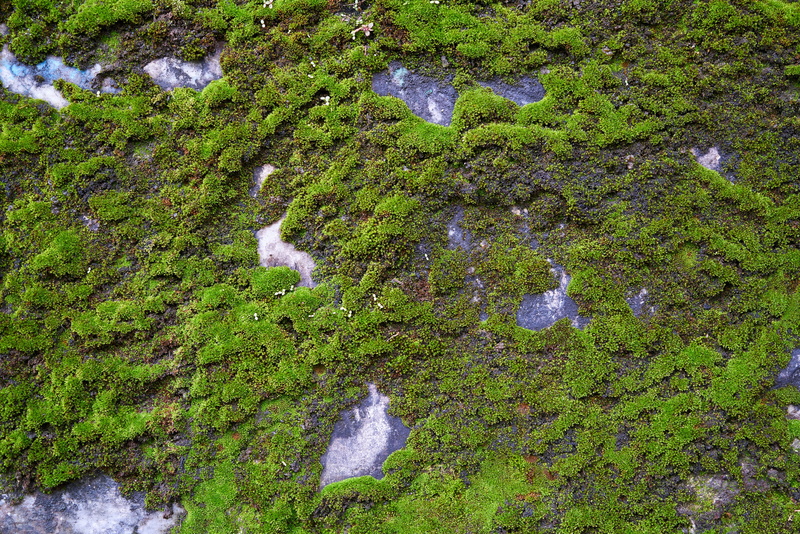 no people, moss, green color, stream - flowing water, photosynthesis, growth, high angle view, texture, 5K, plant, stone, the stones are, flowing, environmental