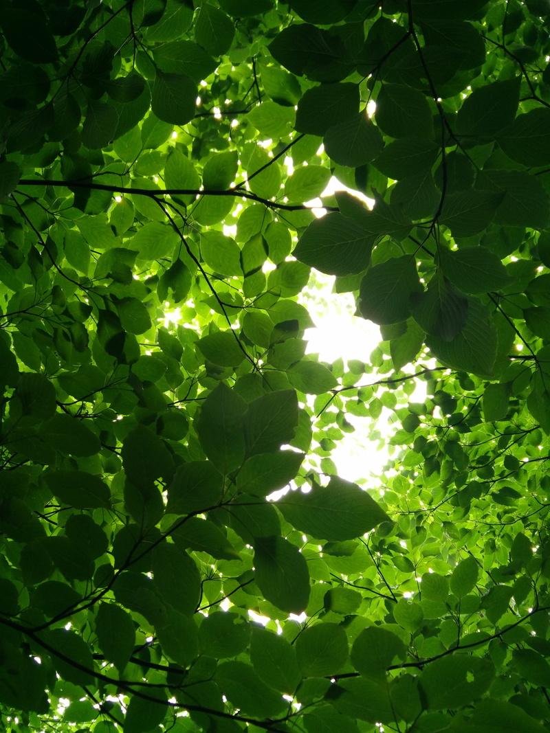 growth, tree, branch, 4K, agriculture, no people, sunlight, leaves, tranquility, day, Natural, photosynthesis, bright, beauty in nature, foliage, plant part