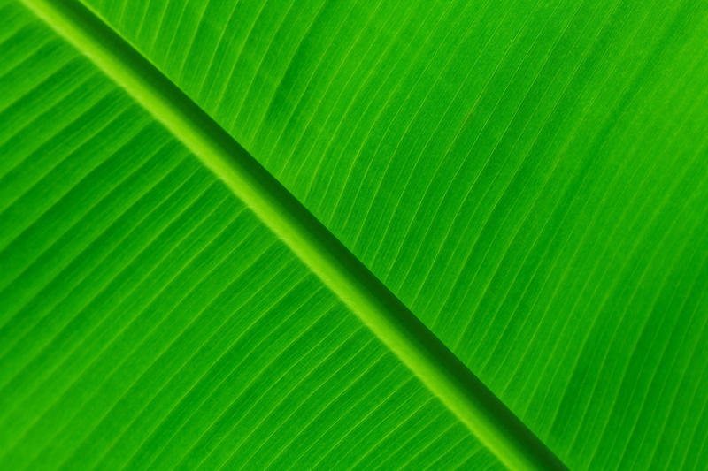 healthy, green, banana, pattern, backgrounds, nature, leaves, close-up, growth, palm leaf, flora, abstract backgrounds, natural, plant, palm tree, texture