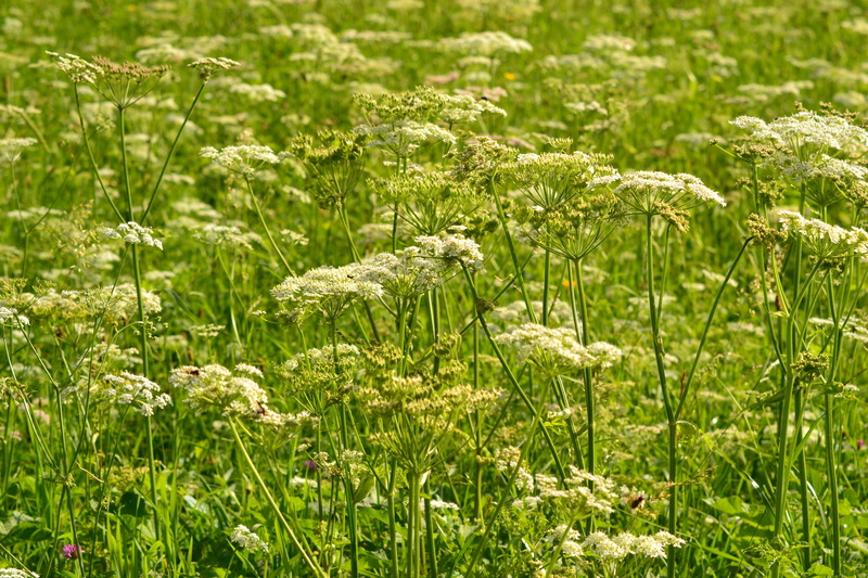 plant, outdoors, selective focus, grass, agriculture, Meadow, summer, sunlight, backgrounds, no People, rural Scene, springtime, sheep gift, landscape