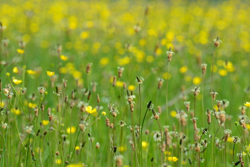 green color, blue sky, yellow flower, field, 4K, photosynthesis, Grass, tranquility, growth, plant, outdoors, fragility, flower head, flower, vulnerability