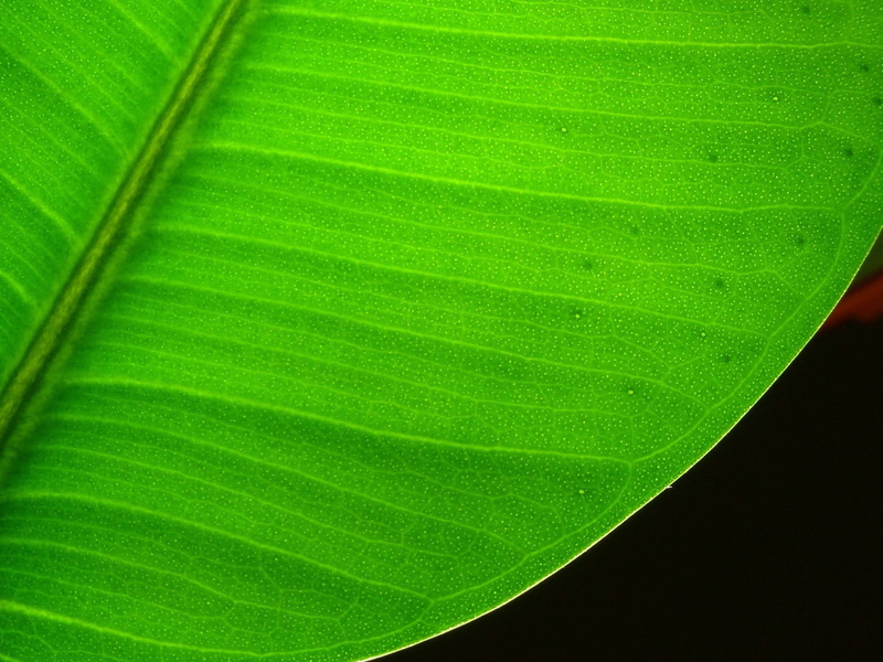 outdoors, growth, close-up, day, backgrounds, plant part, natural pattern, photosynthesis, vulnerability, garden, leaf, green color, plant, macro, water