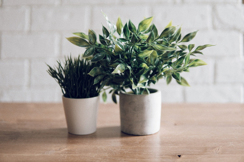 white, soil, food, grass, environment, pot, nature, plant, plants, office, focus on foreground, planter, wood - material, table, houseplant, plant part