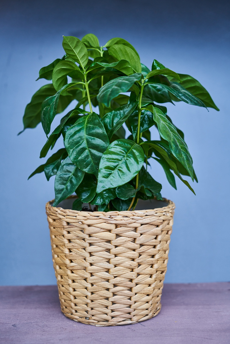 garden, food, in pots, herb, leaf, photosynthesis, indoors, oxygen, foliage plant, flowerpot, green color, flowers, plant, wicker, nature, macro, flower