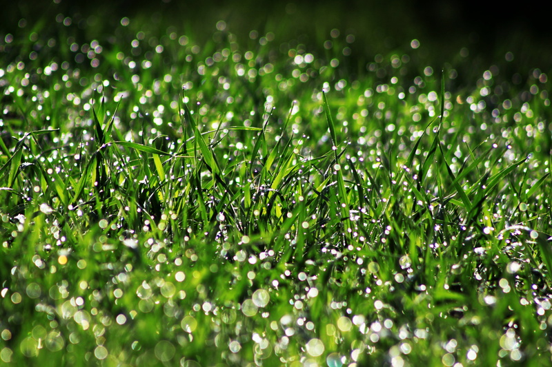 field, drop, nature, dew, bokeh, purity, backgrounds, beauty in nature, rain, leaf, plant part, selective focus, no people, spike, water, raindrop, wheat