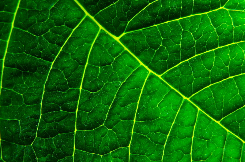 natural, outdoors, summer, green, organic, leaf vein, element, pattern, background, nature, macro, fragility, backgrounds, simple, healthy, ecology, day