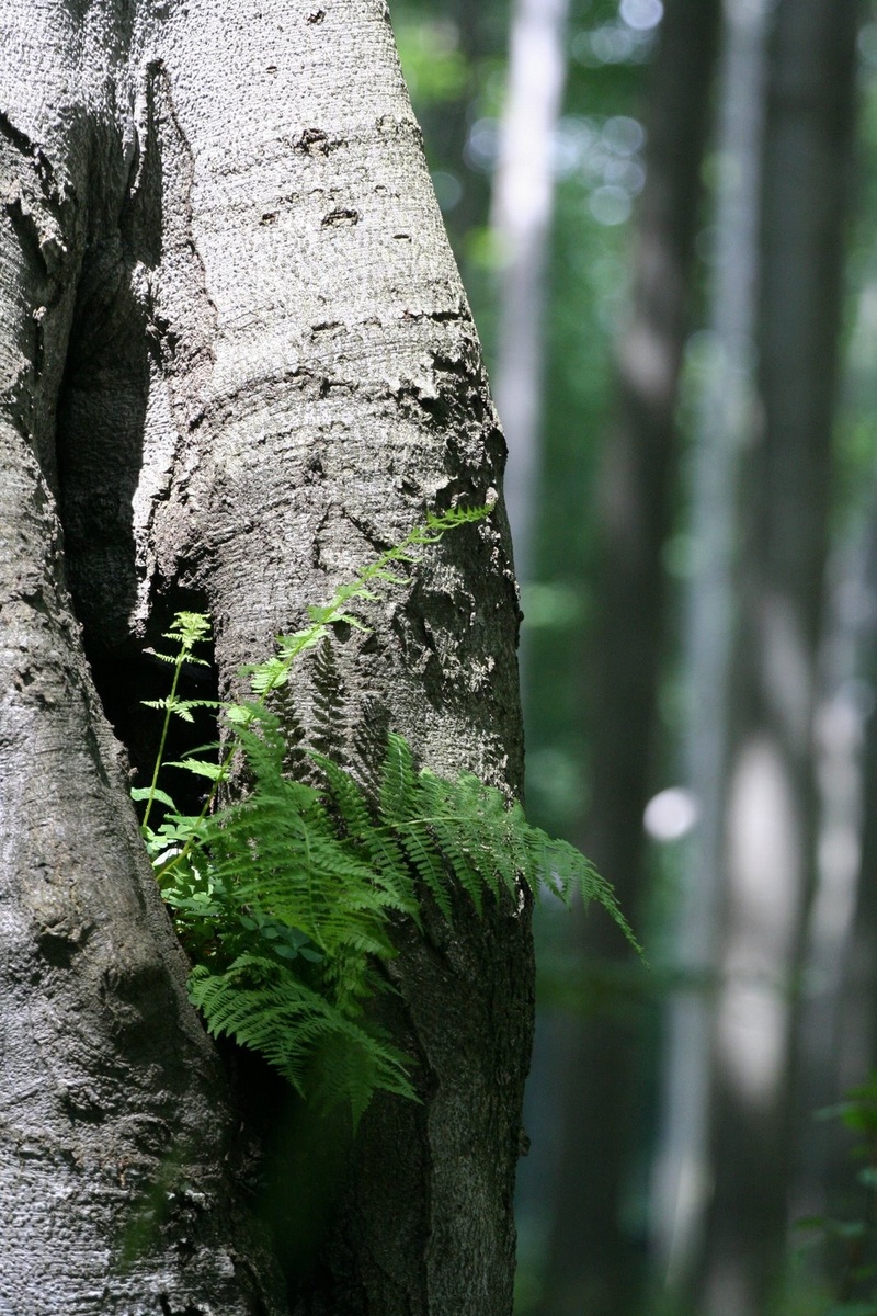 green Color, beauty in nature, 720P, tree Trunk, woodland, day, branch, land, focus on foreground, trunk, photosynthesis, textured, fern, wood, moss, growth