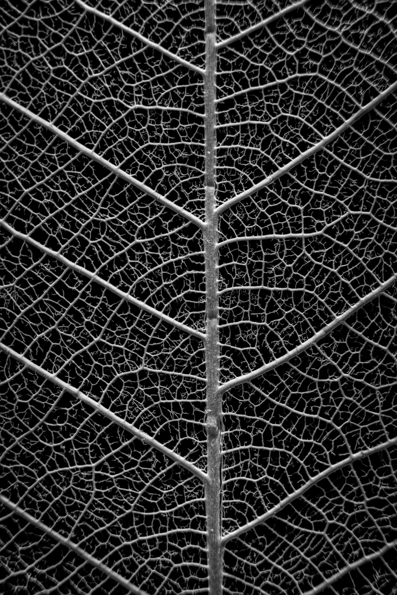 boundary, black and white, photosynthesis, close-up, backgrounds, no people, 5K, plant part, full frame, natural, floral, ply, repetition, leaf, day, complexity