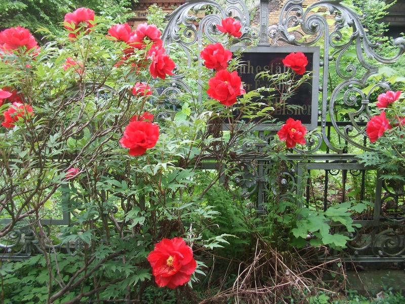 old tomb, close-up, day, vanitas, petal, flower head, growth, peony, plant, no people, red, rose, flower, beauty in nature, green color, freshness, flowering plant