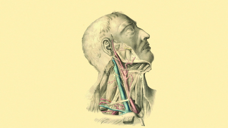 Arteries, 2K, Necks, Anatomy, Muscles, Veins, Medicine