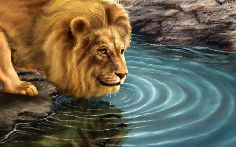 1080P, lion, drinking, water