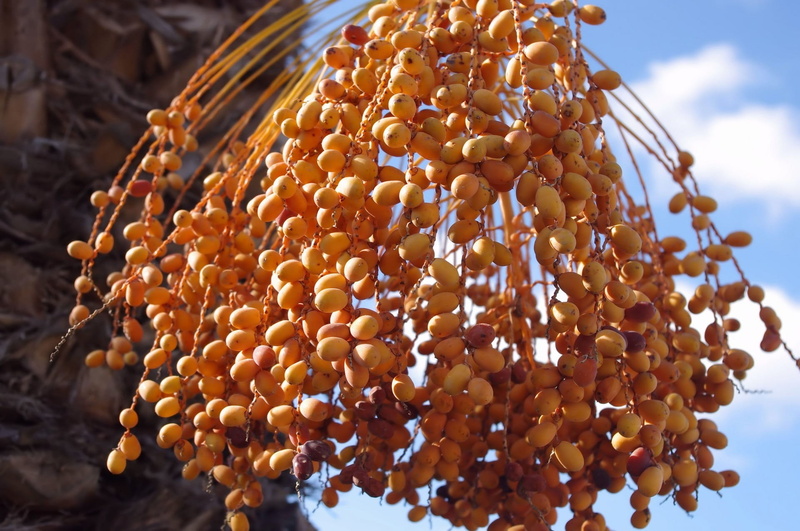 ingredient, freshness, delicious, diet, selective focus, temptation, food and drink, no people, brown, abundance, tasty, fruits, focus on foreground, fresh