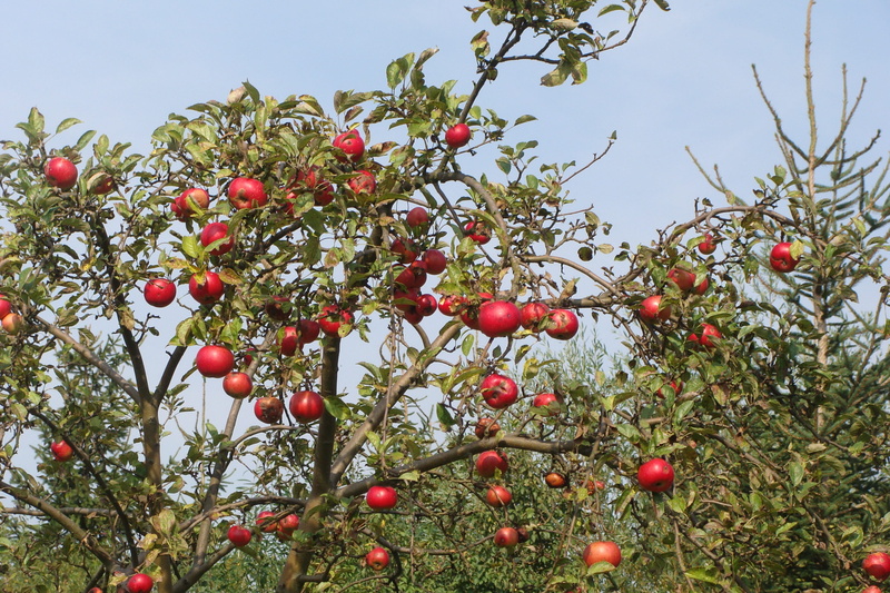 healthy eating, agriculture, trunk, day, no people, fruit, low angle view, plant, fresh, leaves, nature, nutrition, branch, raw, growth, autumn, tree, beauty in nature