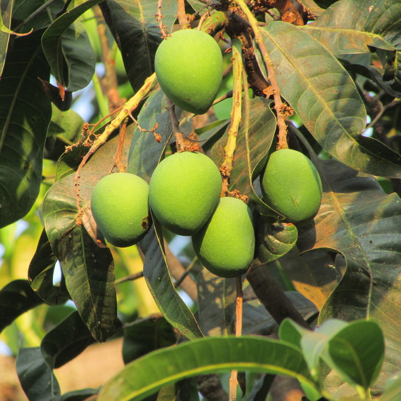 focus on foreground, branch, delicious, dharwad, ripe, healthy eating, nutritious, healthy, day, green color, ingredient, agriculture, plant part, leaf