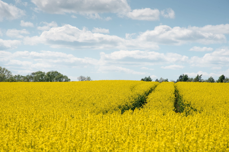clouds, spring, plant, rape blossom, outdoors, rural scene, scenics - nature, oilseed rape, rare plant, field, field of rapeseeds, bio energy, springtime