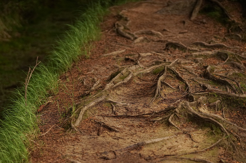 growth, garden, field, reptile, dirt, no people, woodland, crocodile, plant, grass, one animal, nature, lost, tree, root, track, way, outdoors, soil, earth