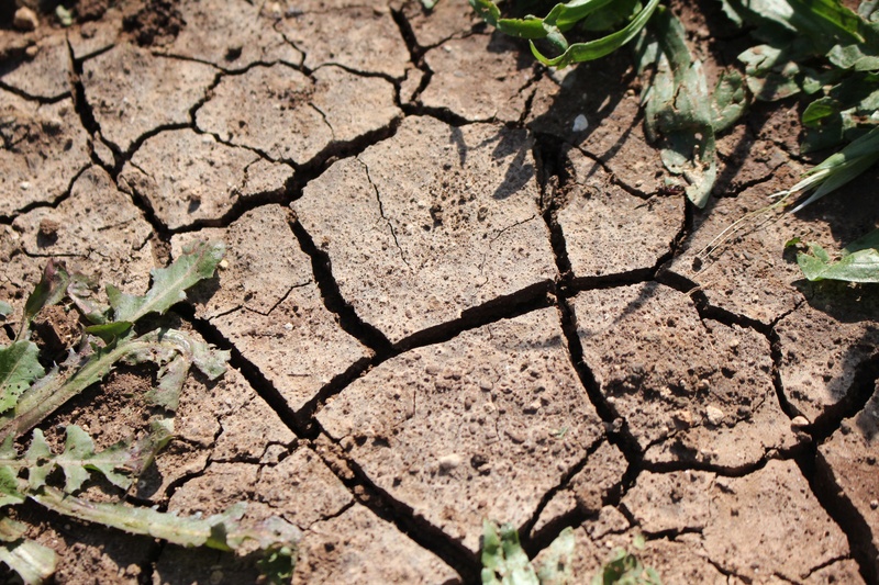 sunlight, environmental, no people, earth, field, drought, plant part, climate, cracked, nature, meadow, mud, arid climate, growth, plant, dry, scenics - nature