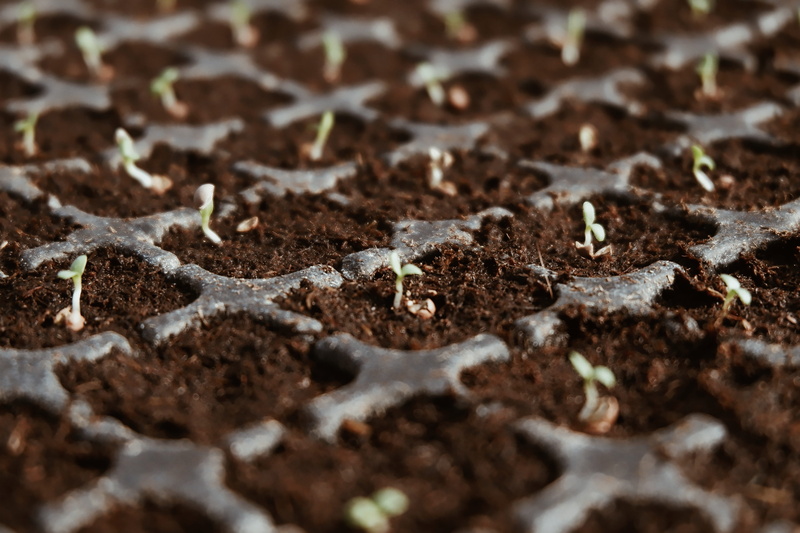 seedling, close-up, textured, 4K, agriculture, plant, green, soil, dirt, seed, brown, sapling, abstract, earth, backgrounds, grow, gardening, nature, land