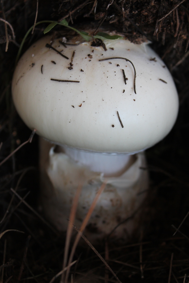 fragility, day, food and drink, plant, outdoors, 5K, nature, mountain, mushroom, earth, toadstool, field, close-up, land, food, selective focus, soil