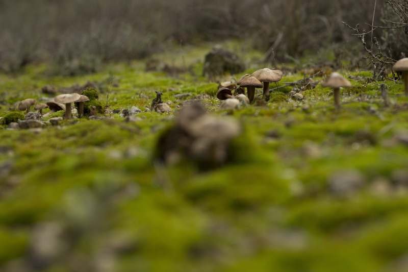 animal themes, moisture, 5K, surface level, wild, day, herd, plant, animal, mushrooms, field, herbivorous, land, mammal, grass, forest, green color, no people