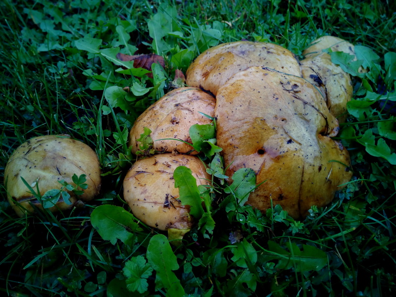 moisture, outdoors, field, soil, high angle view, growth, fungus, grass, earth, food and drink, close-up, food, day, toadstool, leaf, mushroom, mushrooms