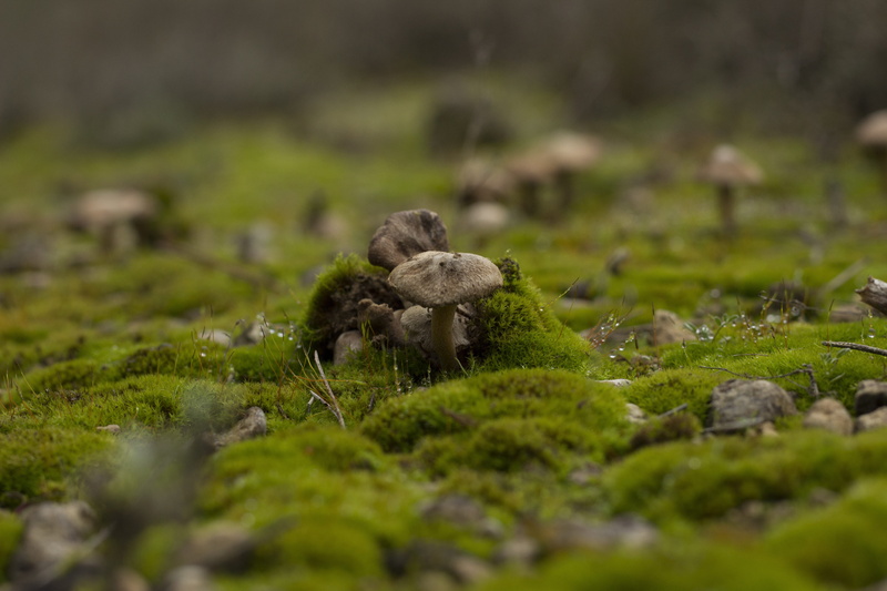 animal wildlife, mushrooms, hiking, land, moisture, wild, grass, day, water, Nature, outdoors, mammal, young animal, Mushroom, lawn, plant, mountaineering