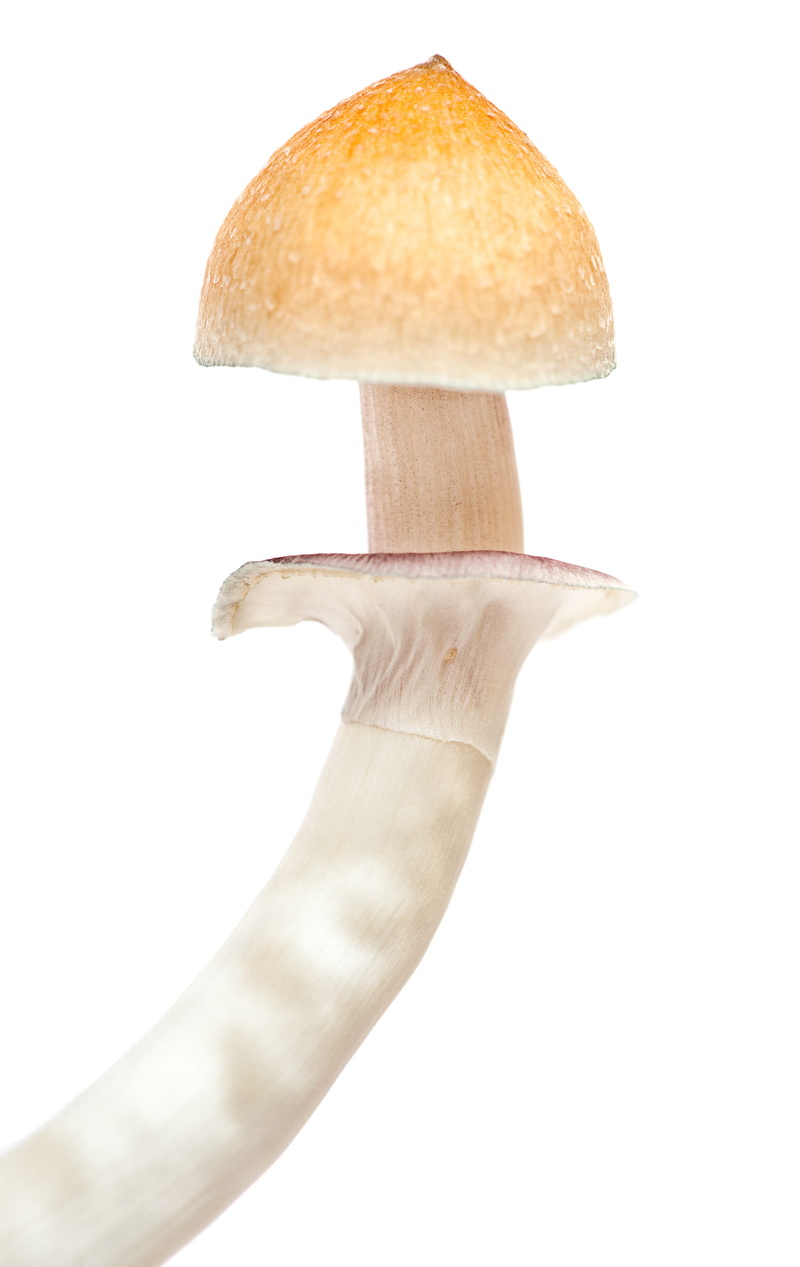 wellbeing, ingredient, healthy, fungus, food, nobody, substance, freshness, spores, fresh, vegetable, gourmet, white background, food and drink, no people