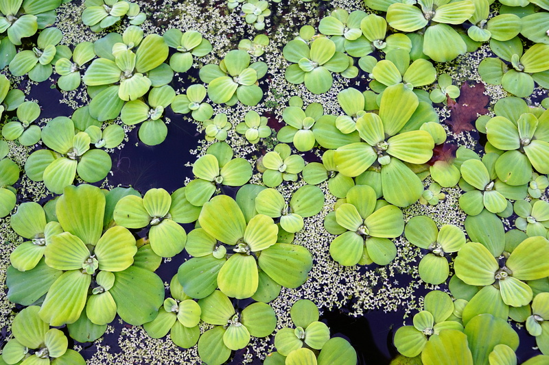 healthy, growth, summer, on the water, flora, detox, bali, lake, leaf, switzerland, flower head, flowering plant, zurich, botanical garden, day, pond, beautiful