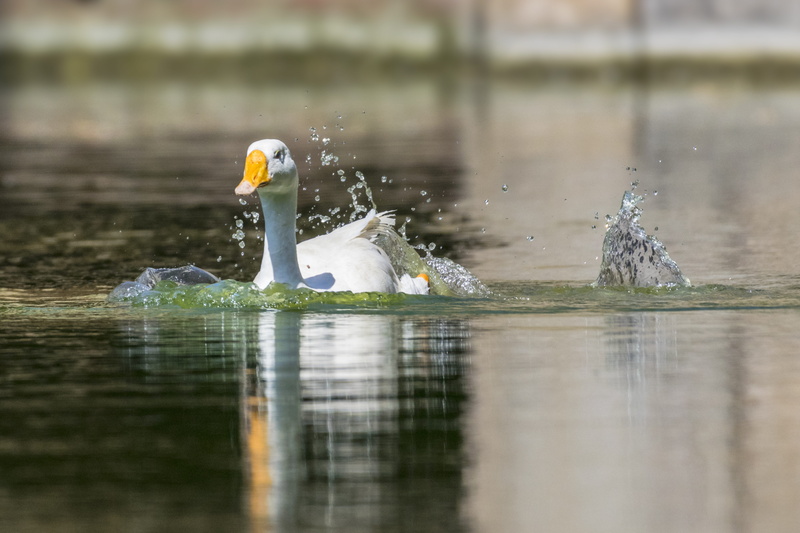 splash, wet, playful, bird, duck, waterfront, reflection, animal themes, animal wildlife, animal family, clear, rehydration, swan, nature, drop, beak, water bird
