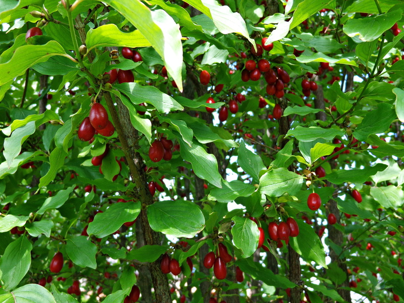 no people, dereniówka, red, plant, close-up, kitchen, fresh, nutrition, food and drink, nature, natural food, day, beauty in nature, tree, eating, leaf