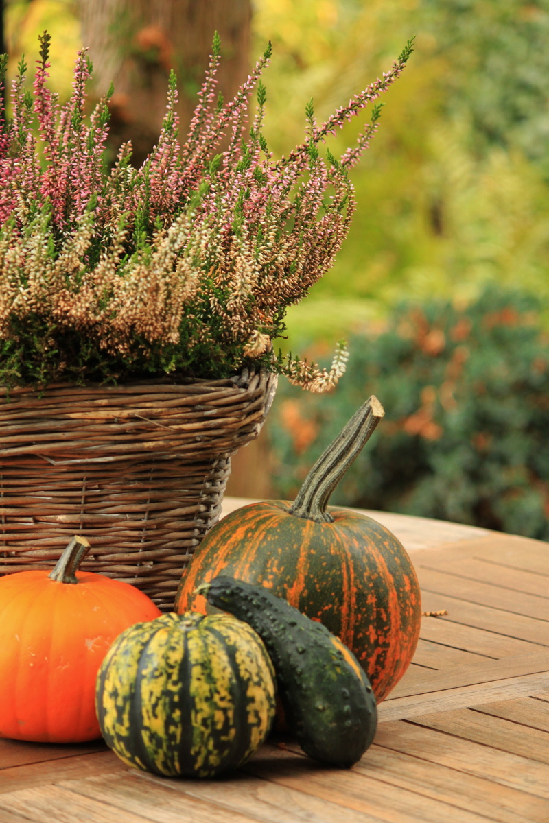 pumpkin, table, bloom, collection, food, wellbeing, no people, color, orange, freshness, day, decorative, decoration, 4K, erika, near, mix, plant, green