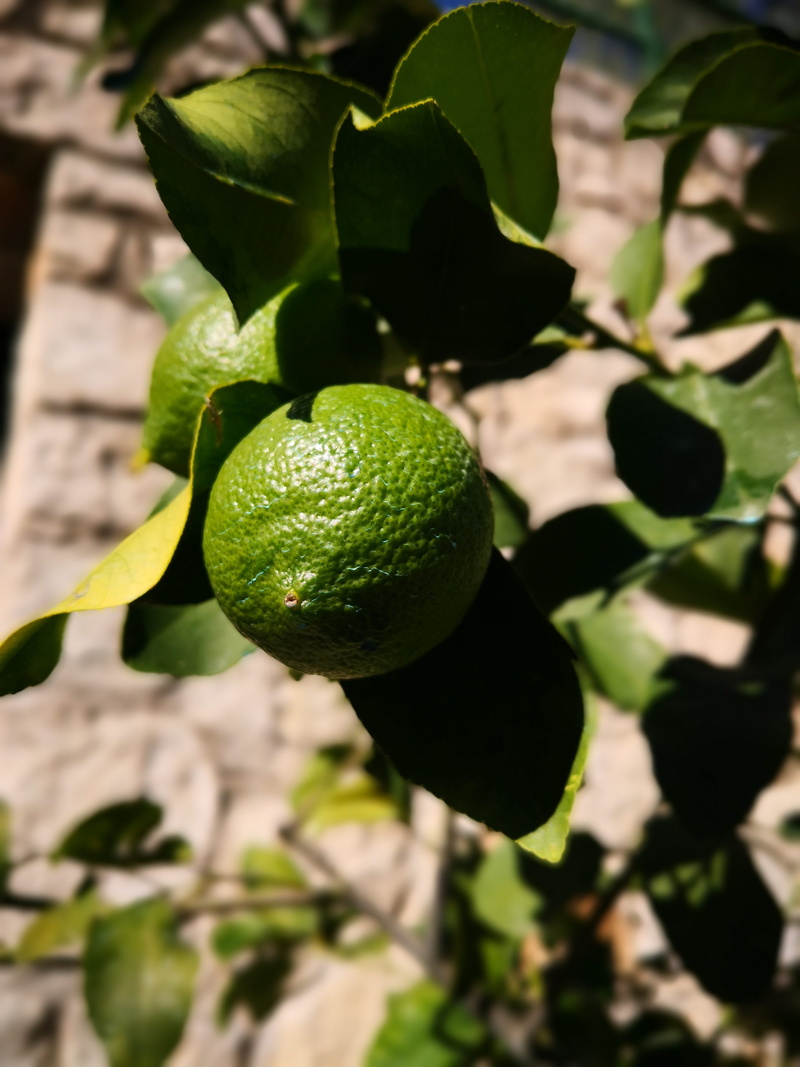 green color, fruit tree, day, 4K, healthy eating, juicy, citrus fruit, close-up, green, plant, plant part, ripe, wellbeing, tree, caipirinha, sunlight
