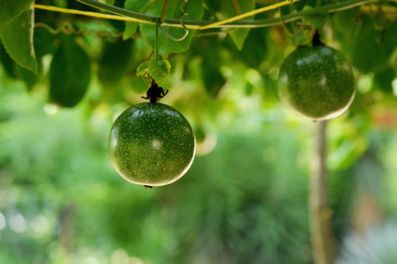 fruit, plant part, nature, plant, healthy eating, hanging, tropical, branch, focus on foreground, vegetable, passiflora edulis, tropical fruit, green, tree