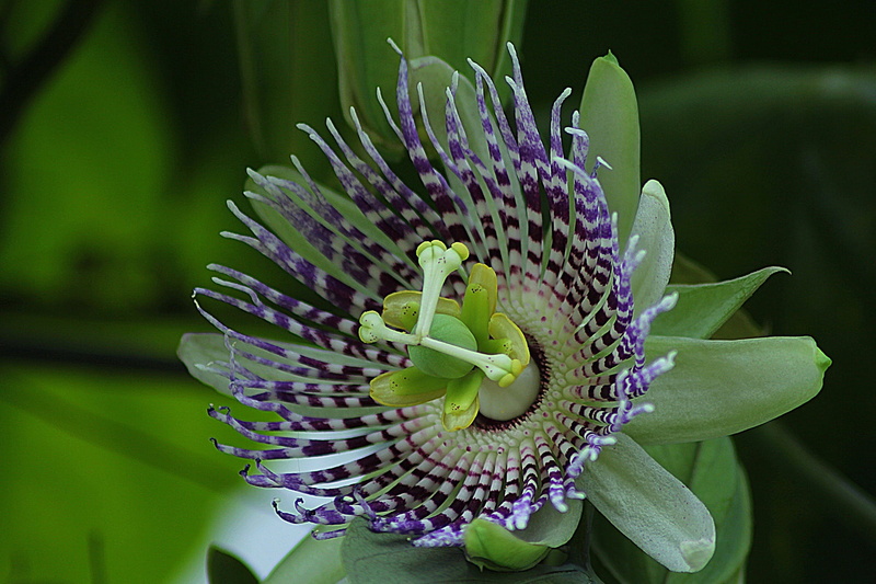 plant, nature, leaf, purple, passion flower, Passiflora Edulis, focus, petal, growth, Blossom, vulnerability, selective, pollen, springtime, freshness