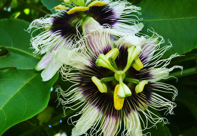 day, purple, Fruit, leaf, focus on foreground, petal, climber, passionfruit, freshness, green color, flower head, exotic, vulnerability, nature, passionflower